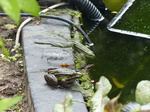 FZ007900 Jumping Marsh frogs (Pelophylax ridibundus) on ledge.jpg